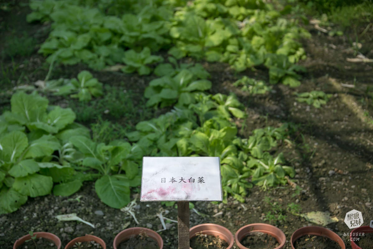 枋寮景點|蘭欣辣汗農場-枋寮景觀餐廳一日遊|天下第1辣在這!!親手採做你的DIY辣椒| - 第54張圖 枋寮景點|蘭欣辣汗農場-枋寮景觀餐廳一日遊|天下第1辣在這!!親手採做你的DIY辣椒|
