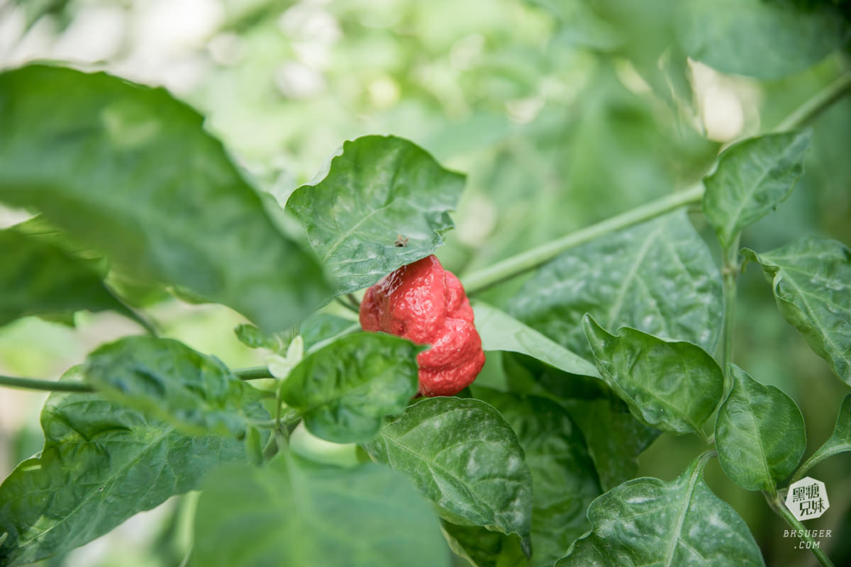 枋寮景點|蘭欣辣汗農場-枋寮景觀餐廳一日遊|天下第1辣在這!!親手採做你的DIY辣椒| - 第56張圖 枋寮景點|蘭欣辣汗農場-枋寮景觀餐廳一日遊|天下第1辣在這!!親手採做你的DIY辣椒|