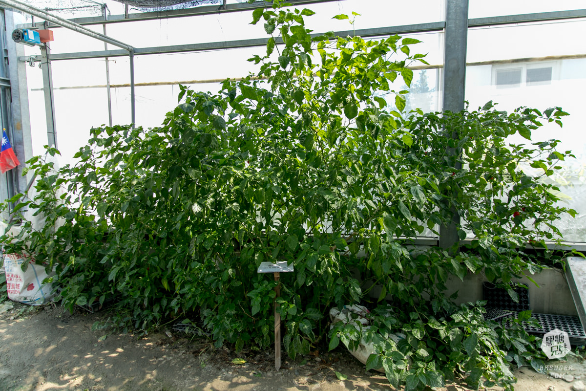 枋寮景點|蘭欣辣汗農場-枋寮景觀餐廳一日遊|天下第1辣在這!!親手採做你的DIY辣椒| - 第55張圖 枋寮景點|蘭欣辣汗農場-枋寮景觀餐廳一日遊|天下第1辣在這!!親手採做你的DIY辣椒|