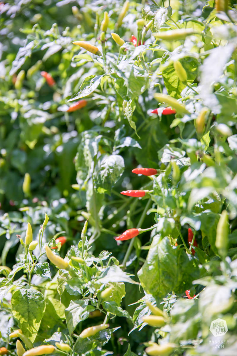 枋寮景點|蘭欣辣汗農場-枋寮景觀餐廳一日遊|天下第1辣在這!!親手採做你的DIY辣椒| - 第44張圖 枋寮景點|蘭欣辣汗農場-枋寮景觀餐廳一日遊|天下第1辣在這!!親手採做你的DIY辣椒|