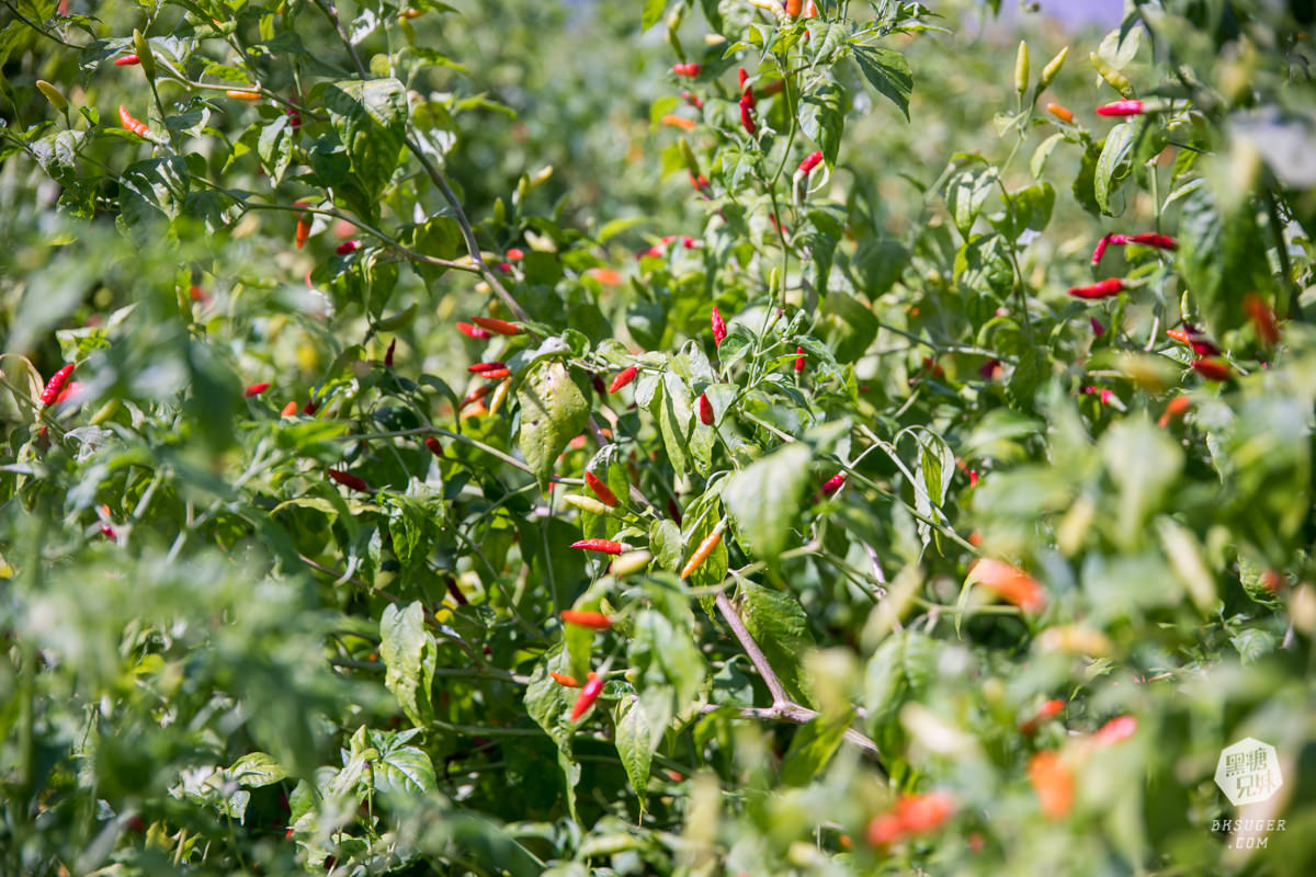 枋寮景點|蘭欣辣汗農場-枋寮景觀餐廳一日遊|天下第1辣在這!!親手採做你的DIY辣椒| - 第43張圖 枋寮景點|蘭欣辣汗農場-枋寮景觀餐廳一日遊|天下第1辣在這!!親手採做你的DIY辣椒|