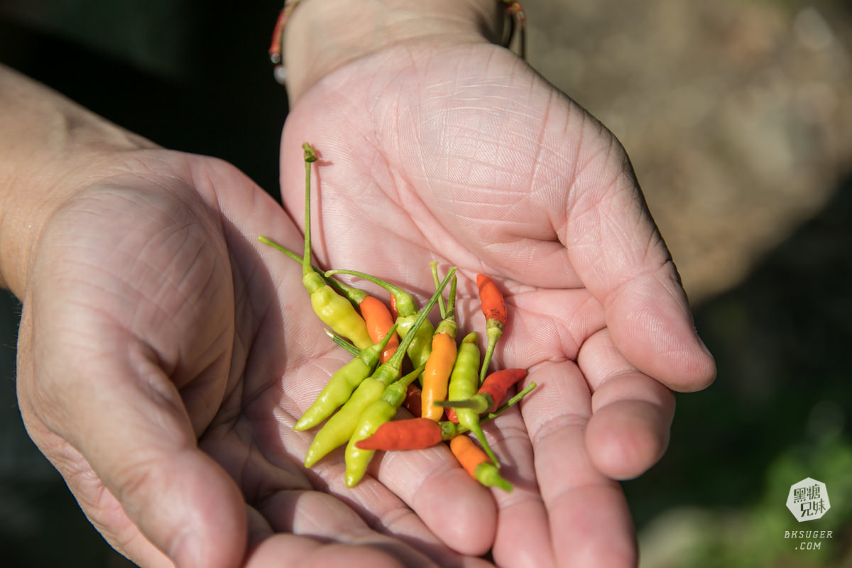枋寮景點|蘭欣辣汗農場-枋寮景觀餐廳一日遊|天下第1辣在這!!親手採做你的DIY辣椒| - 第45張圖 枋寮景點|蘭欣辣汗農場-枋寮景觀餐廳一日遊|天下第1辣在這!!親手採做你的DIY辣椒|