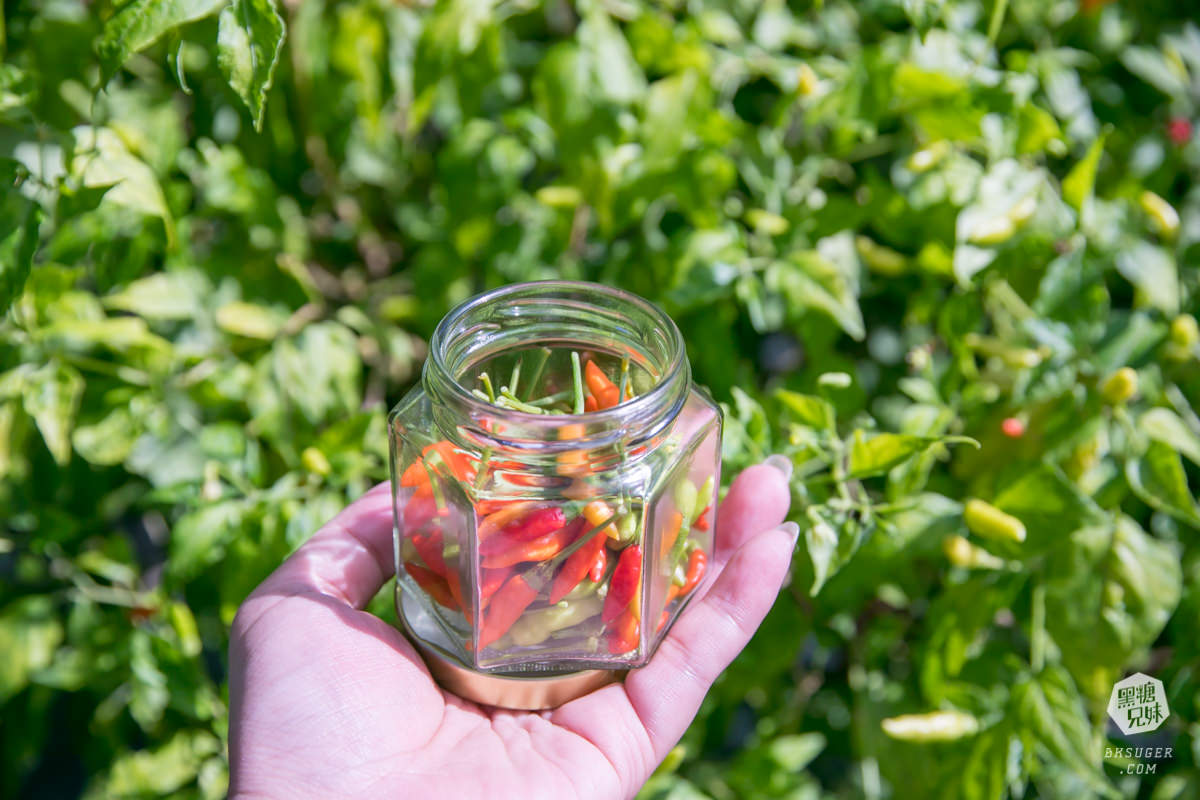 枋寮景點|蘭欣辣汗農場-枋寮景觀餐廳一日遊|天下第1辣在這!!親手採做你的DIY辣椒| - 第46張圖 枋寮景點|蘭欣辣汗農場-枋寮景觀餐廳一日遊|天下第1辣在這!!親手採做你的DIY辣椒|