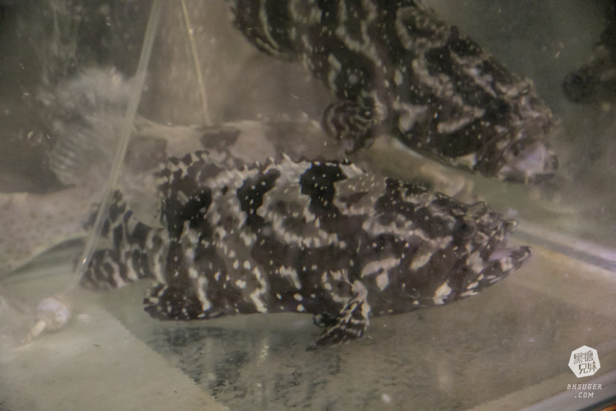 林園美食|1415水母貨櫃咖啡|經典龍虎斑一魚多吃|林園濕地公園旁的咖啡雅座、在地KTV練唱場| - 第10張圖 林園美食|1415水母貨櫃咖啡|經典龍虎斑一魚多吃|林園濕地公園旁的咖啡雅座、在地KTV練唱場|