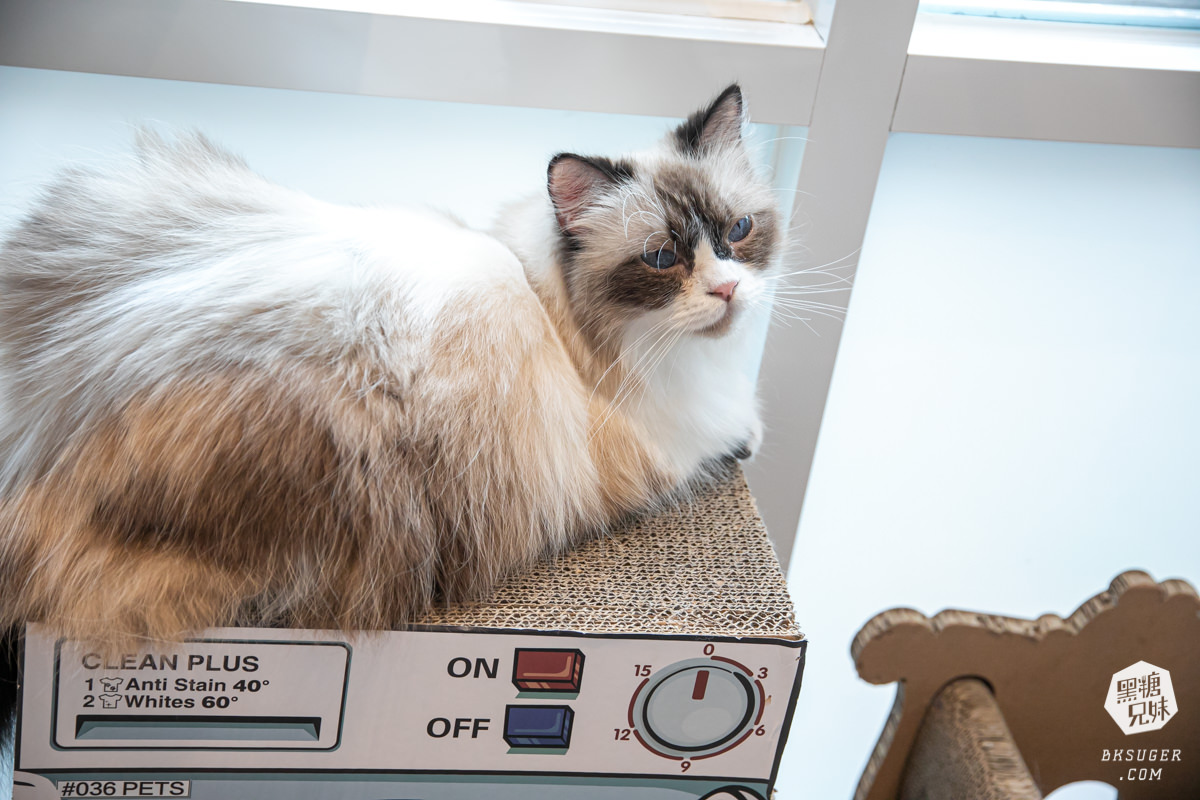 高雄貓咪咖啡廳|角落有貓coffee|超跩三花貓咖啡、喵掌蛋糕手作土司|超療癒貓咪陪伴你用餐 - 第12張圖 高雄貓咪咖啡廳|角落有貓coffee|超跩三花貓咖啡、喵掌蛋糕手作土司|超療癒貓咪陪伴你用餐