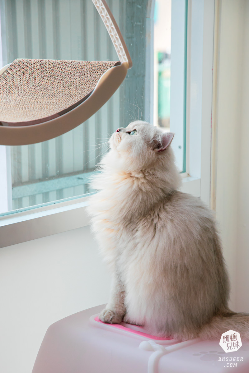 高雄貓咪咖啡廳|角落有貓coffee|超跩三花貓咖啡、喵掌蛋糕手作土司|超療癒貓咪陪伴你用餐 - 第15張圖 高雄貓咪咖啡廳|角落有貓coffee|超跩三花貓咖啡、喵掌蛋糕手作土司|超療癒貓咪陪伴你用餐