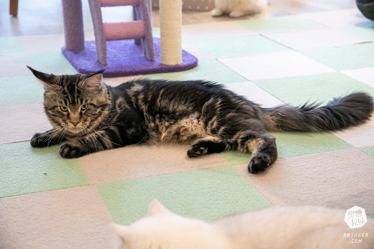 高雄貓咪咖啡廳|角落有貓coffee|超跩三花貓咖啡、喵掌蛋糕手作土司|超療癒貓咪陪伴你用餐 - 第8張圖 高雄貓咪咖啡廳|角落有貓coffee|超跩三花貓咖啡、喵掌蛋糕手作土司|超療癒貓咪陪伴你用餐