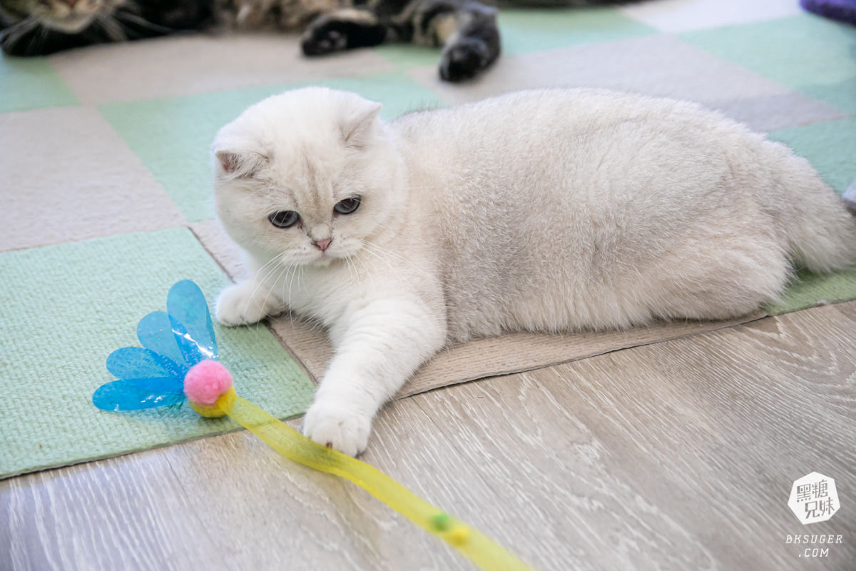 高雄貓咪咖啡廳|角落有貓coffee|超跩三花貓咖啡、喵掌蛋糕手作土司|超療癒貓咪陪伴你用餐 - 第10張圖 高雄貓咪咖啡廳|角落有貓coffee|超跩三花貓咖啡、喵掌蛋糕手作土司|超療癒貓咪陪伴你用餐