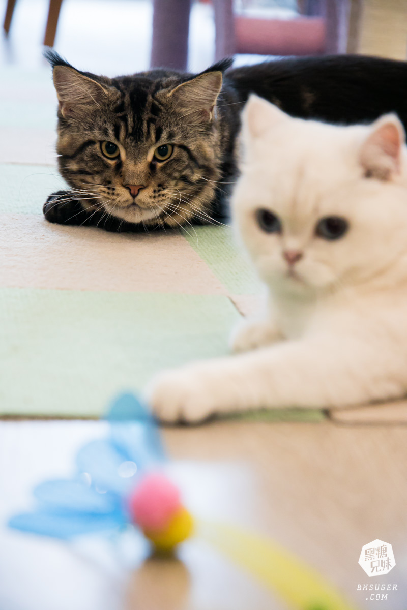 高雄貓咪咖啡廳|角落有貓coffee|超跩三花貓咖啡、喵掌蛋糕手作土司|超療癒貓咪陪伴你用餐 - 第7張圖 高雄貓咪咖啡廳|角落有貓coffee|超跩三花貓咖啡、喵掌蛋糕手作土司|超療癒貓咪陪伴你用餐