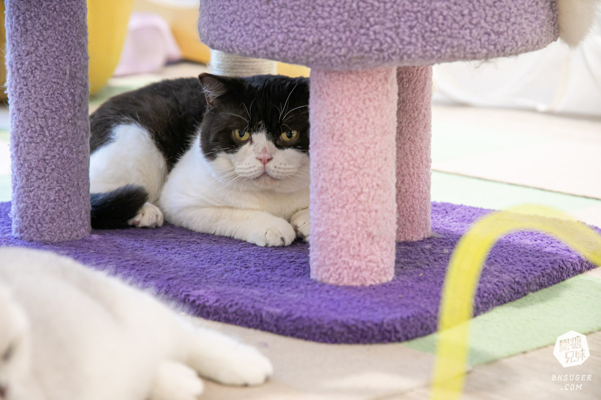 高雄貓咪咖啡廳|角落有貓coffee|超跩三花貓咖啡、喵掌蛋糕手作土司|超療癒貓咪陪伴你用餐 - 第11張圖 高雄貓咪咖啡廳|角落有貓coffee|超跩三花貓咖啡、喵掌蛋糕手作土司|超療癒貓咪陪伴你用餐