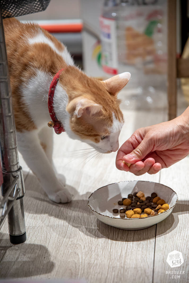 北高雄早午餐|貓之家俱樂部|港式餐廳的港味情懷,寵物療癒嚕貓好地方! - 第14張圖 北高雄早午餐|貓之家俱樂部|港式餐廳的港味情懷,寵物療癒嚕貓好地方!