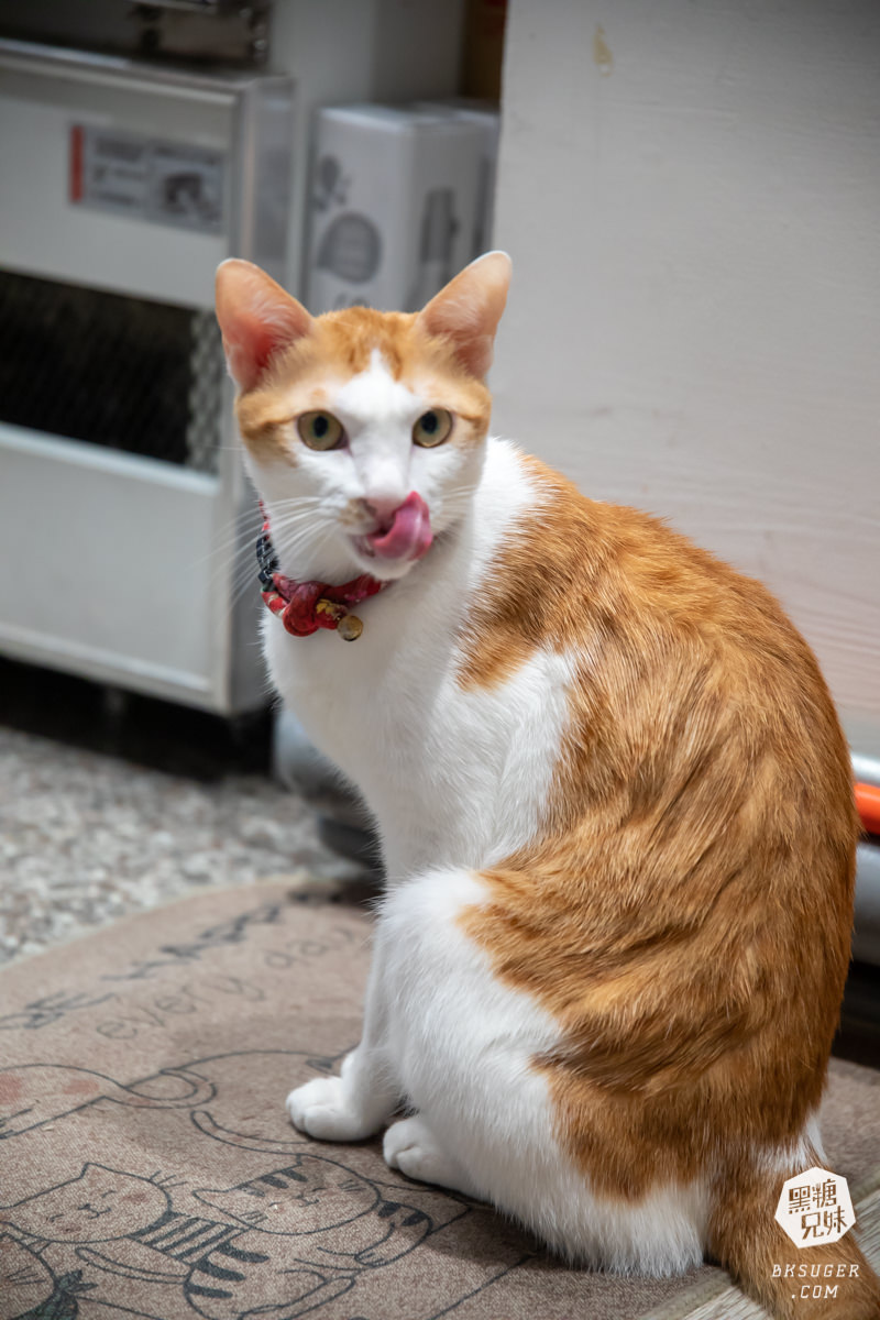 北高雄早午餐|貓之家俱樂部|港式餐廳的港味情懷,寵物療癒嚕貓好地方! - 第13張圖 北高雄早午餐|貓之家俱樂部|港式餐廳的港味情懷,寵物療癒嚕貓好地方!