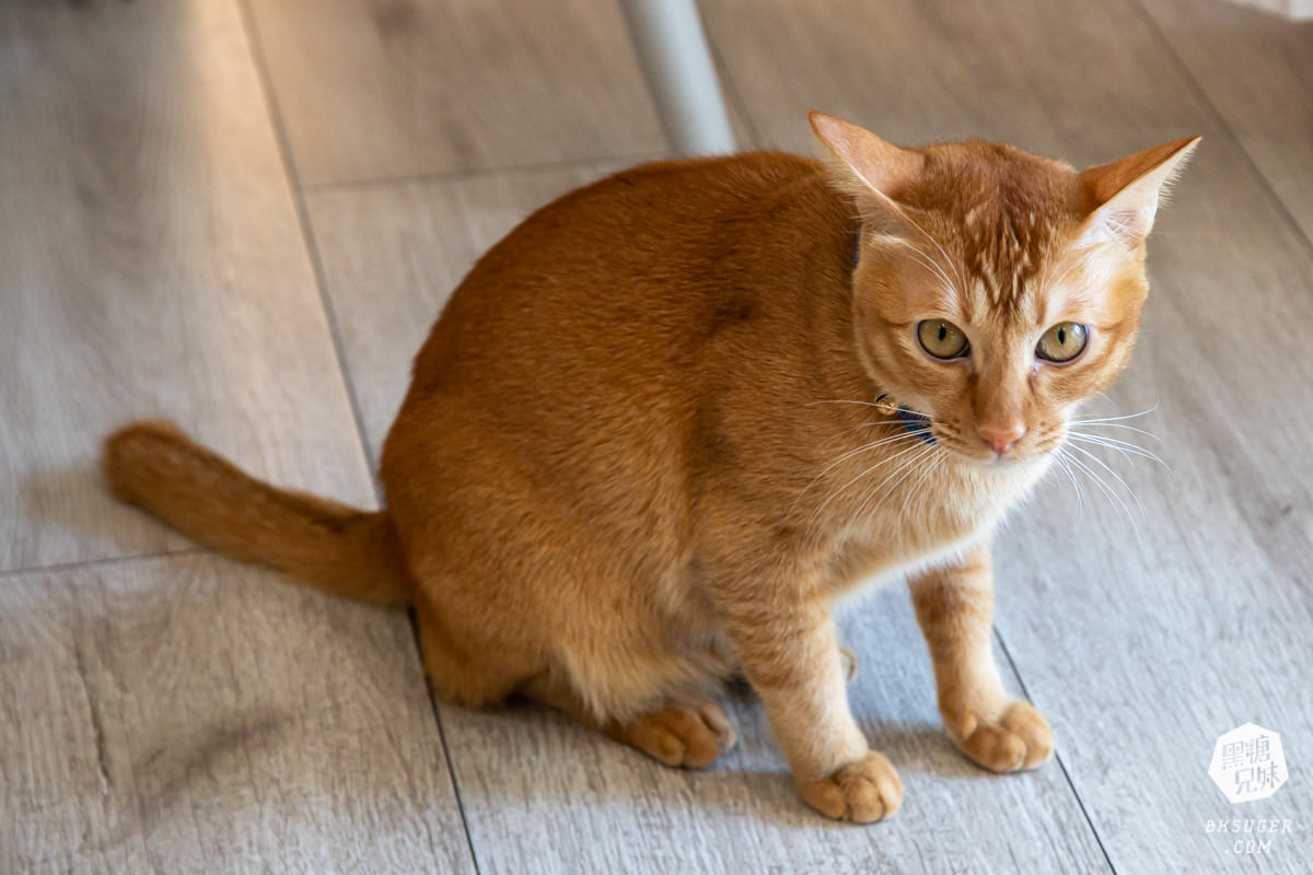 北高雄早午餐|貓之家俱樂部|港式餐廳的港味情懷,寵物療癒嚕貓好地方! - 第12張圖 北高雄早午餐|貓之家俱樂部|港式餐廳的港味情懷,寵物療癒嚕貓好地方!