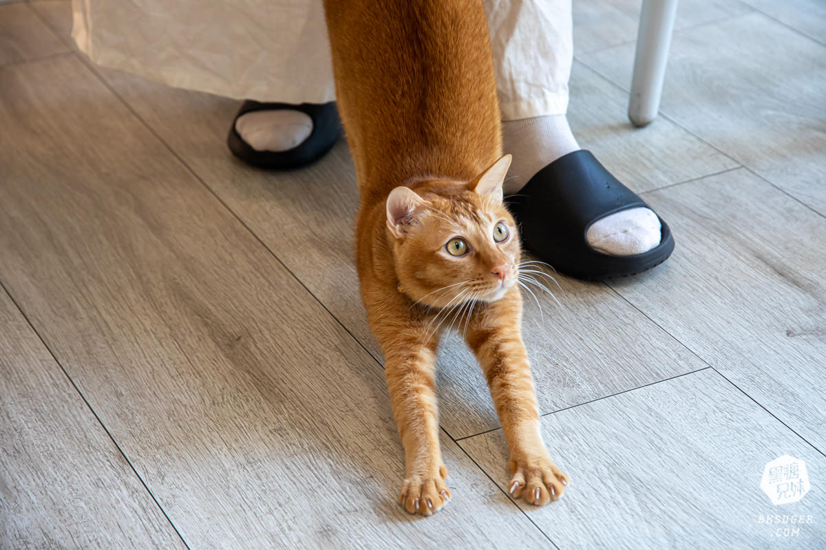 北高雄早午餐|貓之家俱樂部|港式餐廳的港味情懷,寵物療癒嚕貓好地方! - 第10張圖 北高雄早午餐|貓之家俱樂部|港式餐廳的港味情懷,寵物療癒嚕貓好地方!