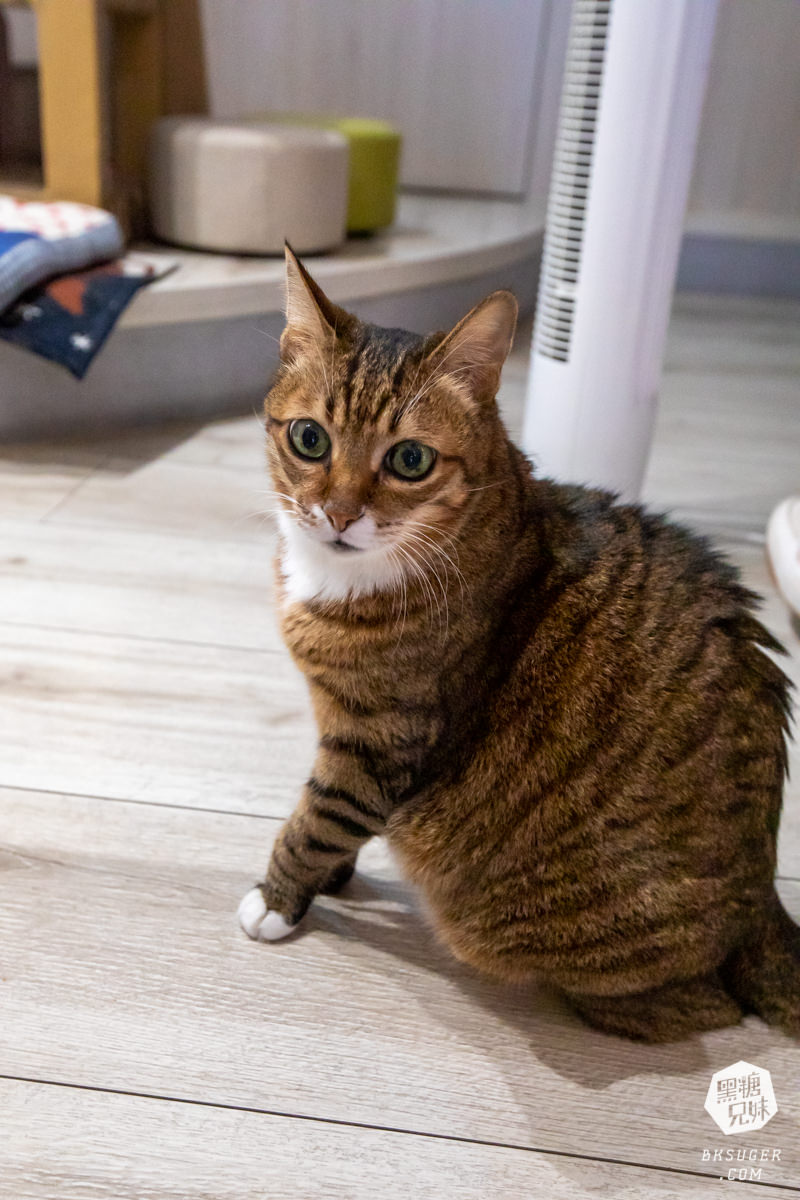 北高雄早午餐|貓之家俱樂部|港式餐廳的港味情懷,寵物療癒嚕貓好地方! - 第9張圖 北高雄早午餐|貓之家俱樂部|港式餐廳的港味情懷,寵物療癒嚕貓好地方!