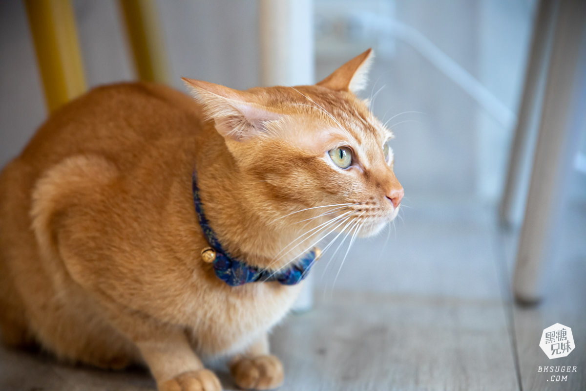 北高雄早午餐|貓之家俱樂部|港式餐廳的港味情懷,寵物療癒嚕貓好地方! - 第11張圖 北高雄早午餐|貓之家俱樂部|港式餐廳的港味情懷,寵物療癒嚕貓好地方!